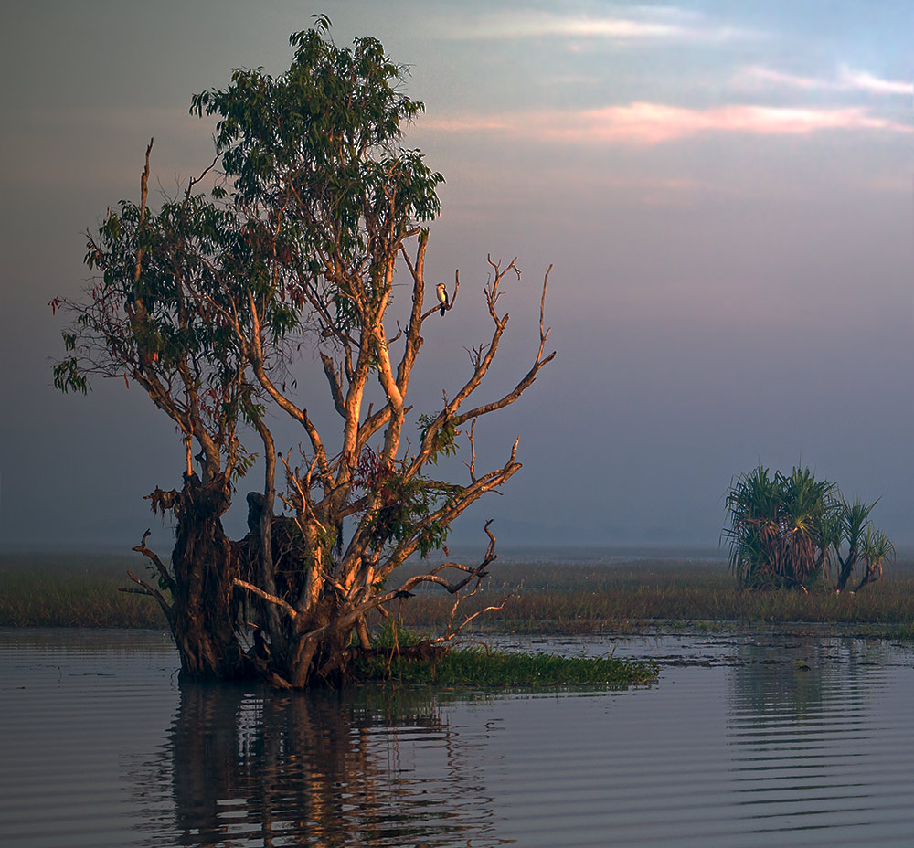 mystic.tree