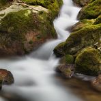 Mystik im Wald