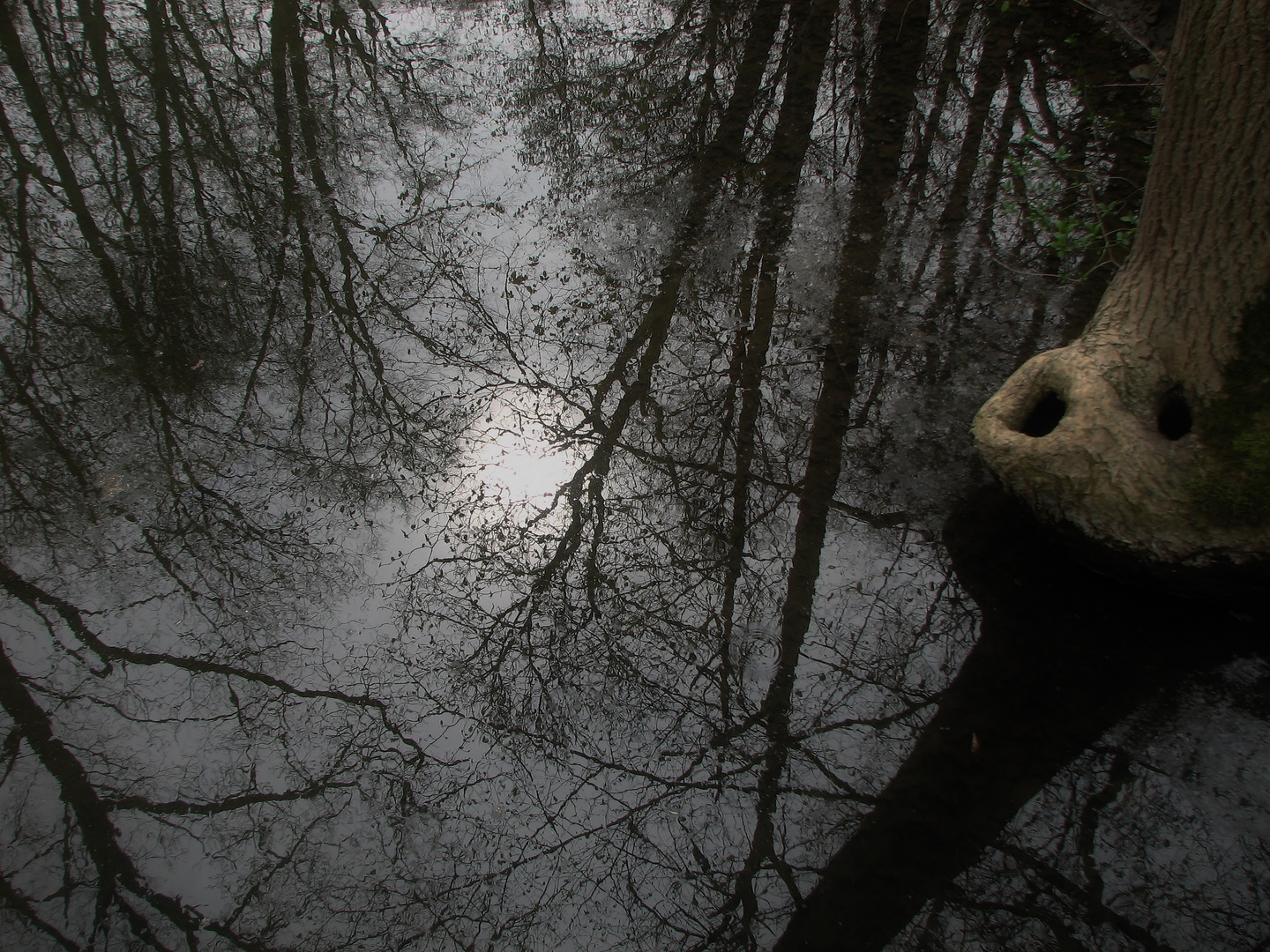 Mystik im Wald am Bachrand