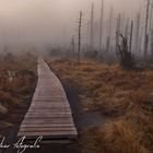 Mystisch im Bayerischen Wald