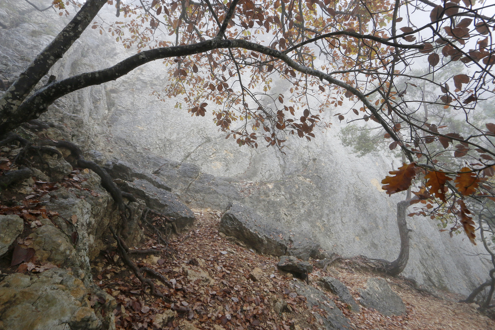 mystisch im nebel