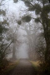 Mystisch - Nebel im Eriskircher Ried (Bodensee)