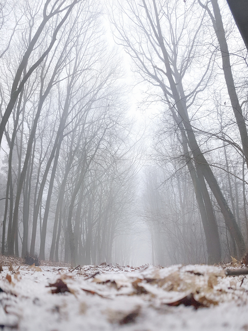 Mystisch nebliger Wintermorgen im Grenzwald