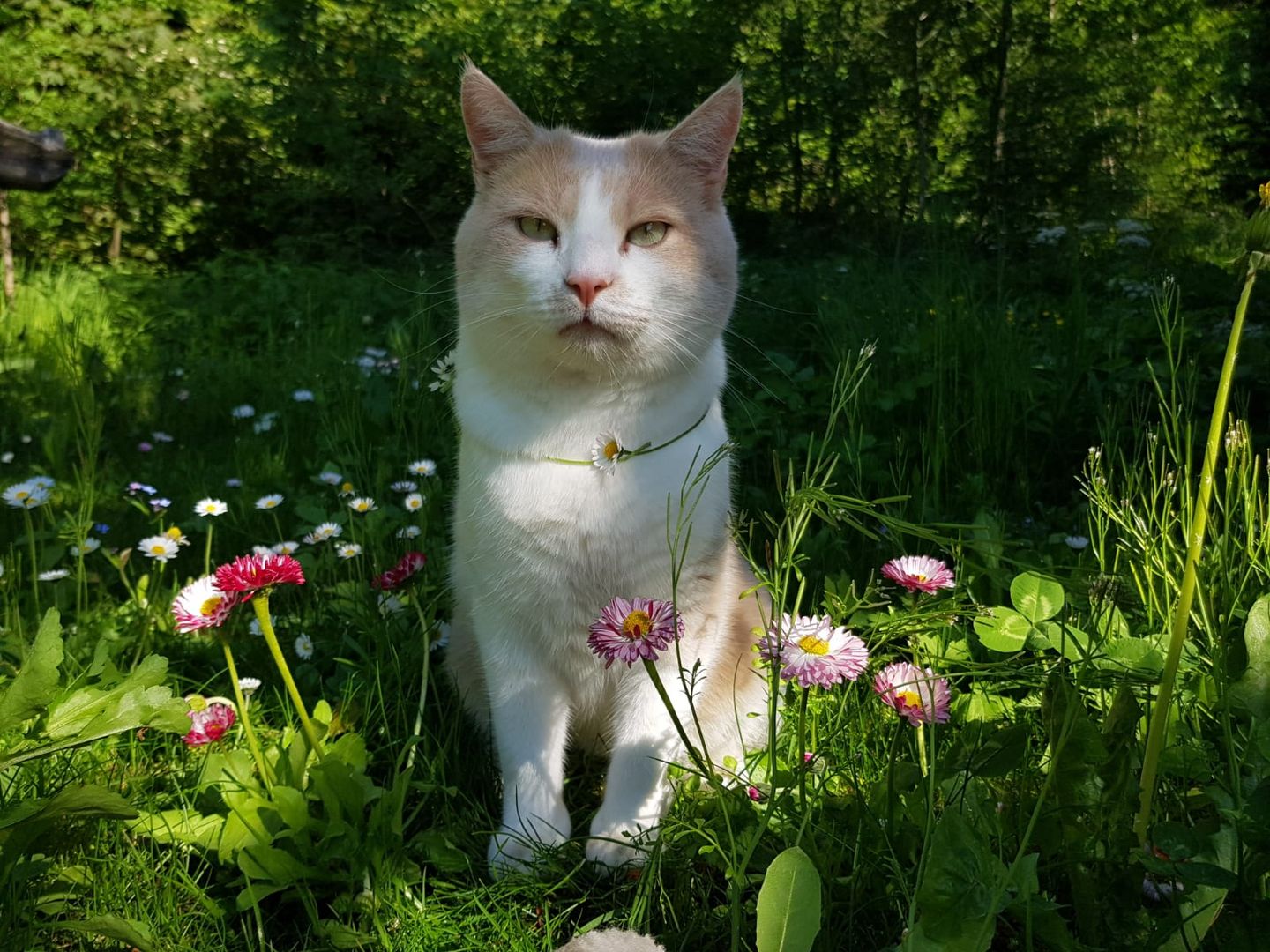 Mystische Alien-Katze auf Blumenwiese - schaut in deine Seele