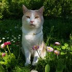 Mystische Alien-Katze auf Blumenwiese - schaut in deine Seele