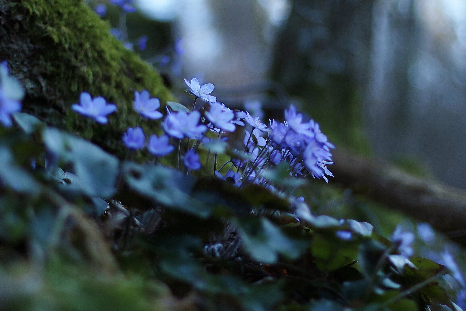 Mystische Blüten im Wald