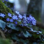 Mystische Blüten im Wald