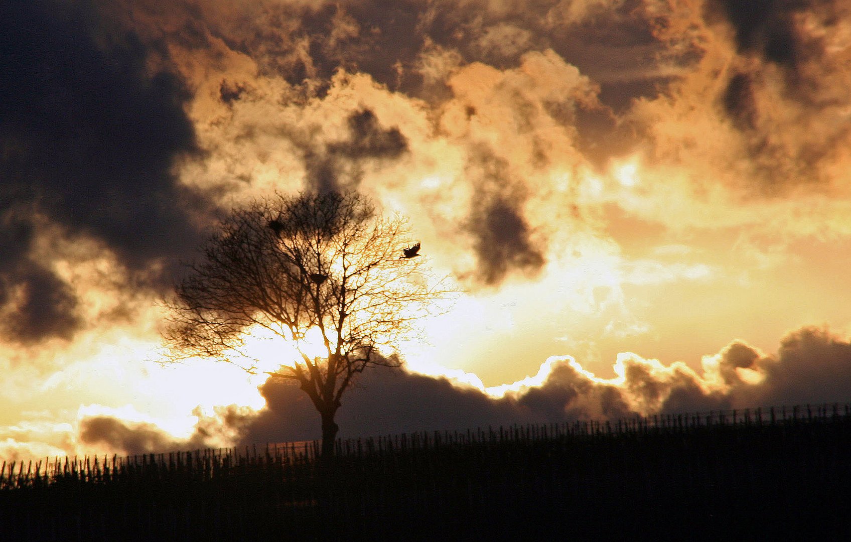 Mystische Dämmerstimmung im Weinberg