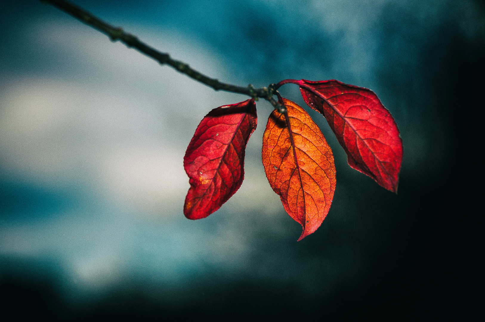 Mystische Herbstblätter