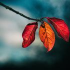 Mystische Herbstblätter