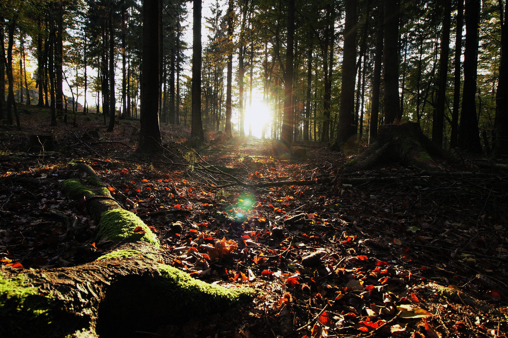 Mystische Herbststimmung im Wald bei Pfaben
