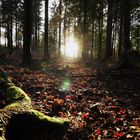 Mystische Herbststimmung im Wald bei Pfaben