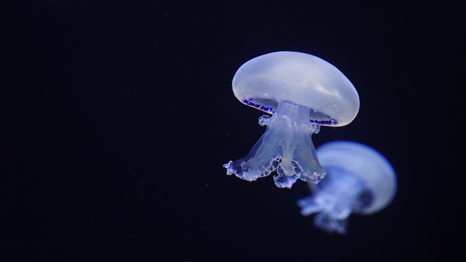 Mystische Medusen im Zoo Rostock