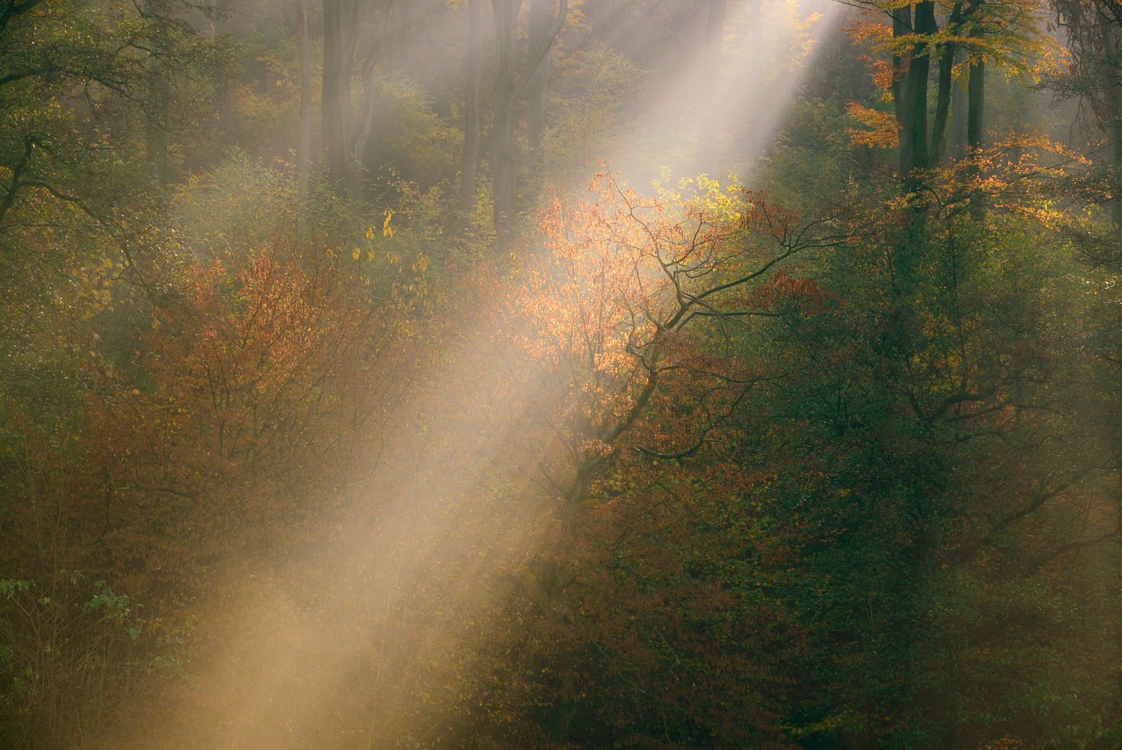 mystische Momente wenn die ersten Sonnenstrahlen den Wald durchleuchten