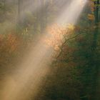 mystische Momente wenn die ersten Sonnenstrahlen den Wald durchleuchten