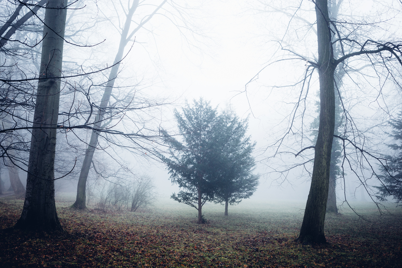 Mystische Natur im Nebel gehüllt