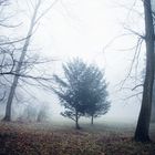 Mystische Natur im Nebel gehüllt