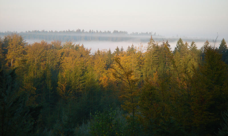 Mystische Nebel im Wald