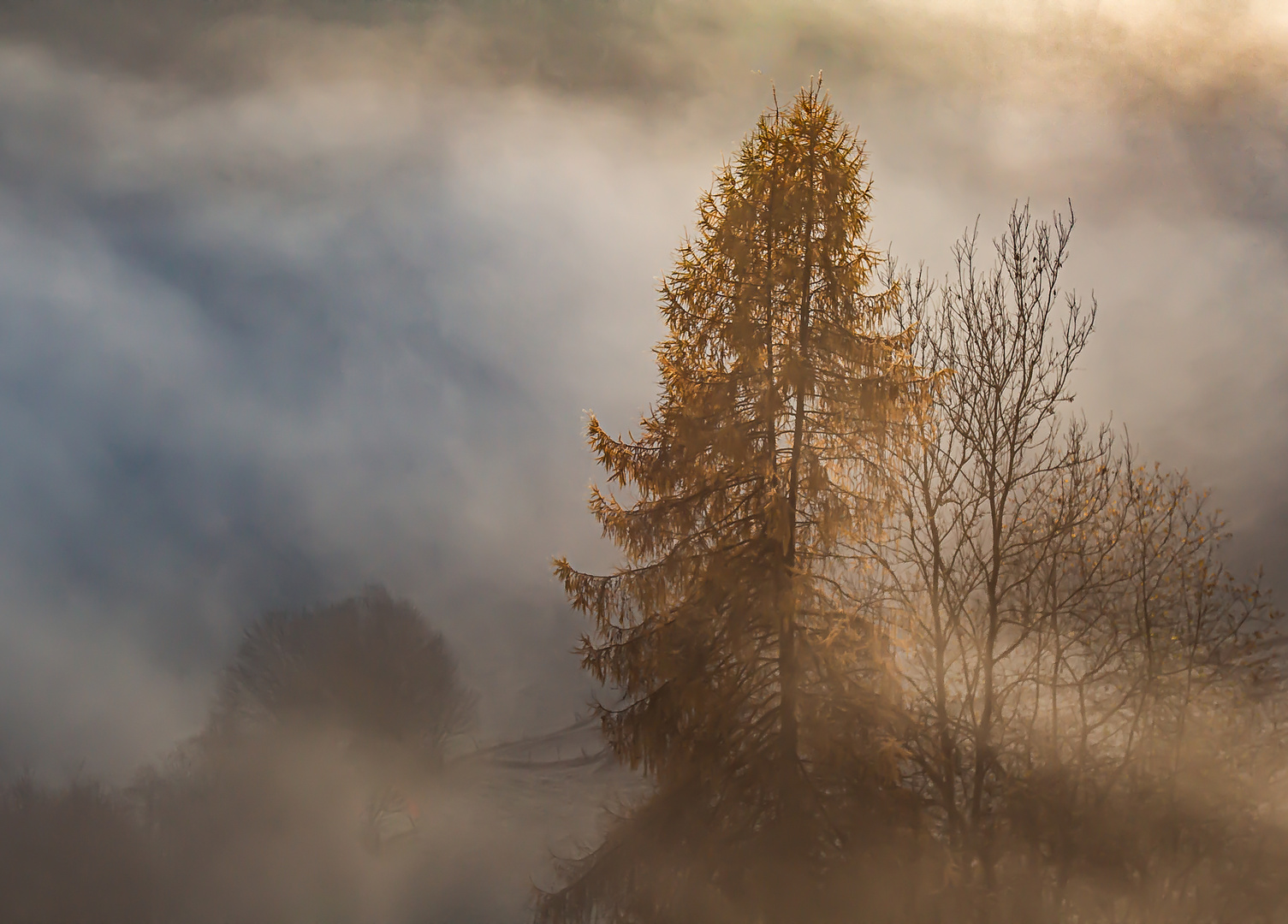 Mystische Nebellandschaft