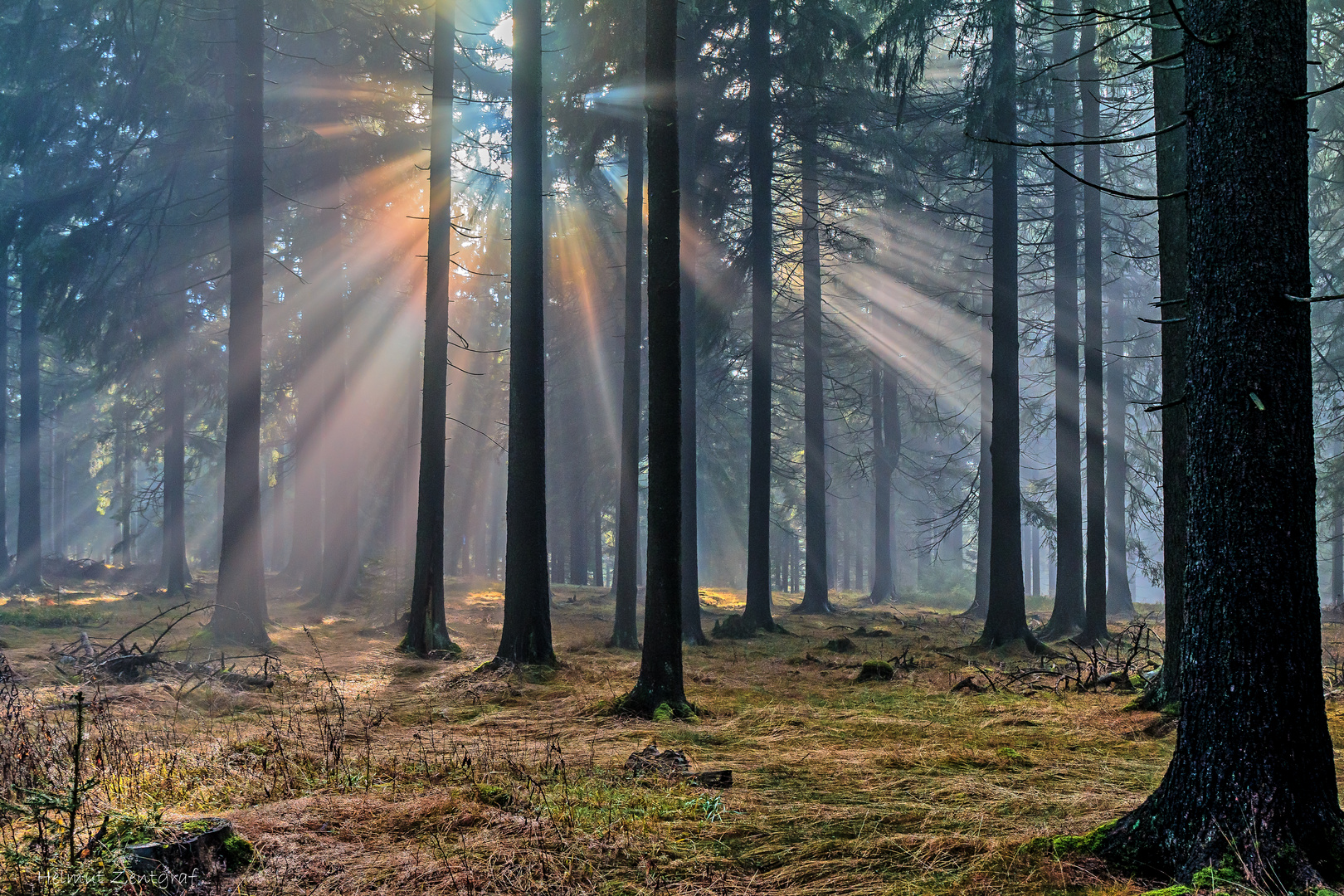 Mystische Nebelstrahlen im Thüringer Wald