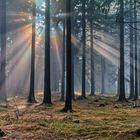 Mystische Nebelstrahlen im Thüringer Wald