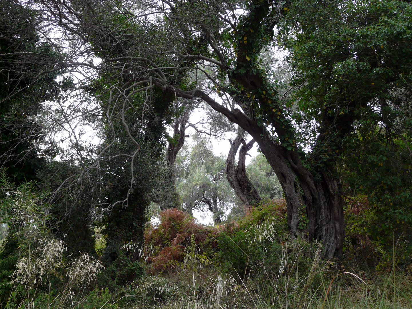 mystische Olivenwälder