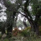 mystische Olivenwälder