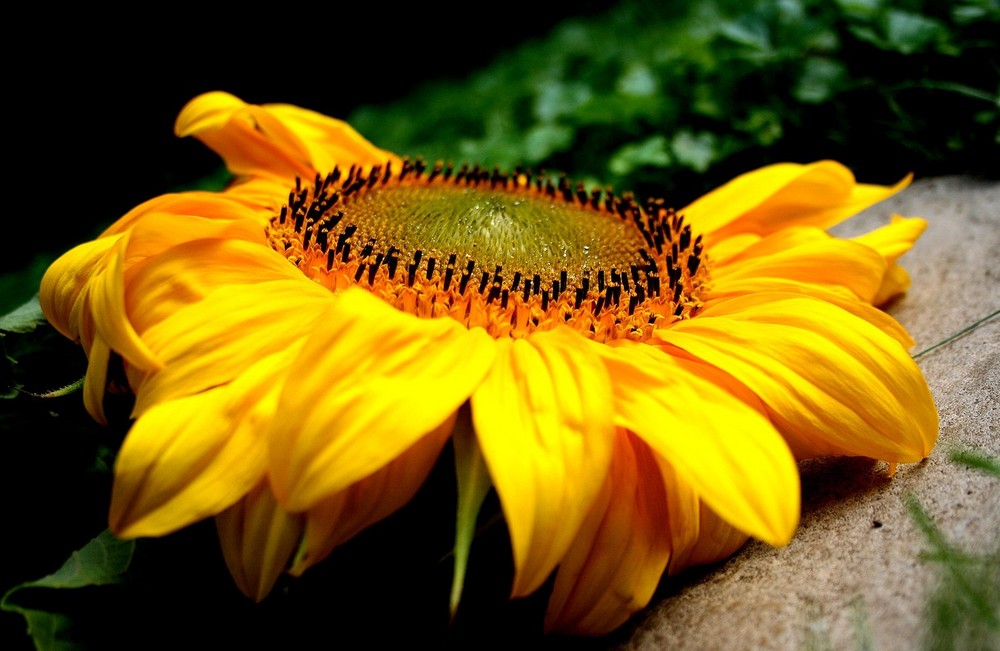 mystische Sonnenblume