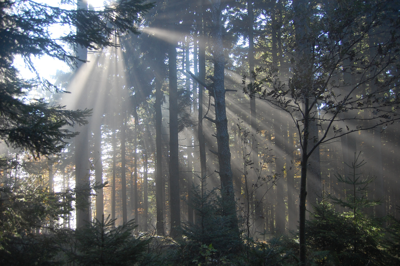 Mystische Sonnenstrahlen im Wald