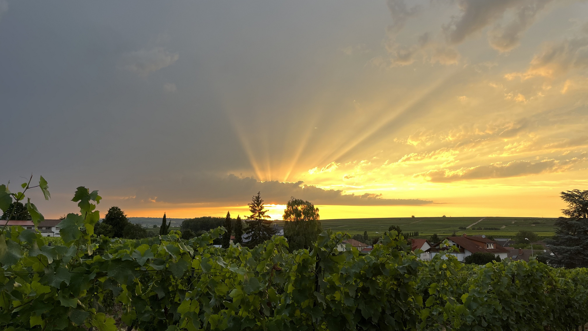 Mystische Stimmung an der Weinstraße 