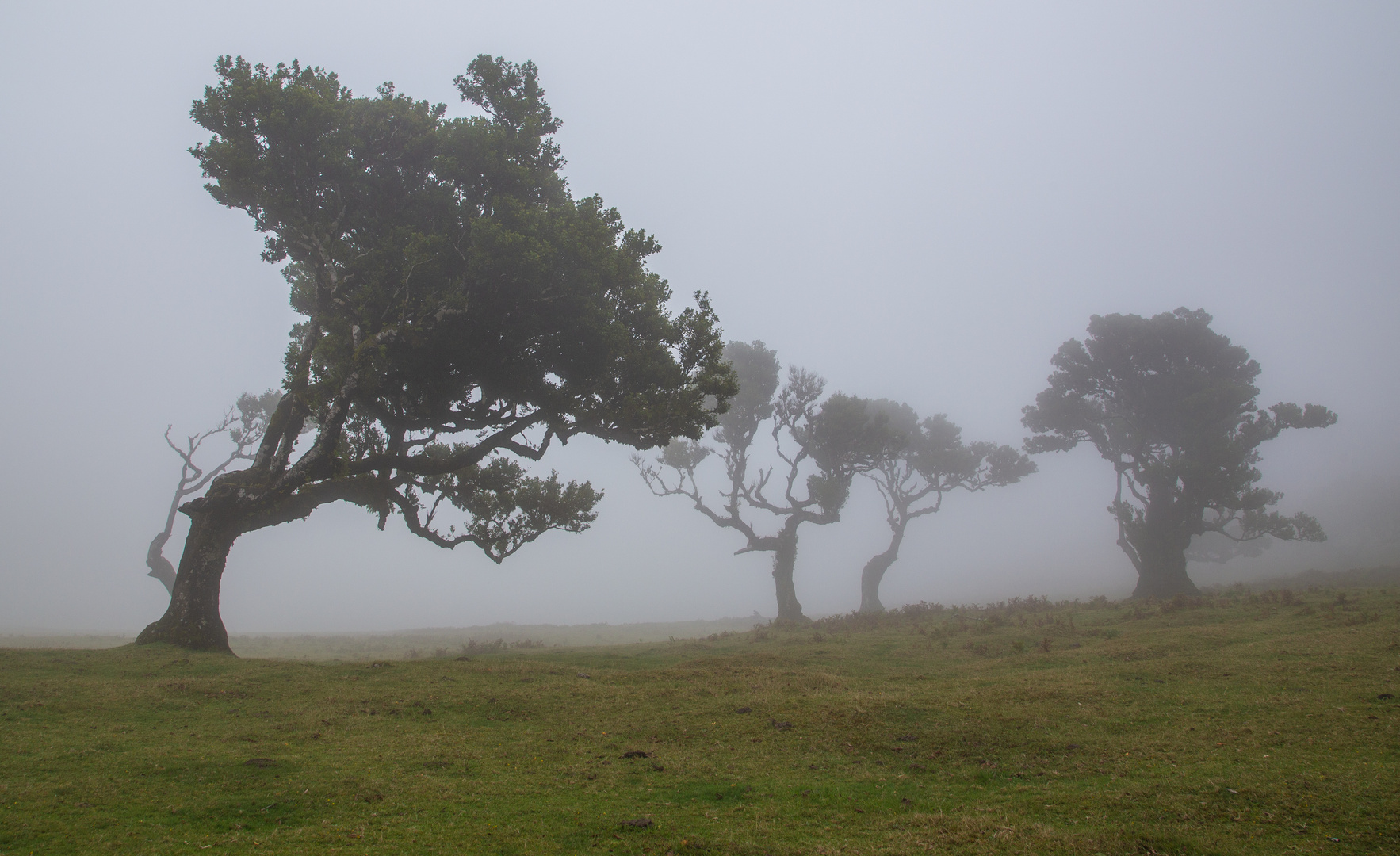 Mystische Stimmung im Feenwald