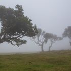 Mystische Stimmung im Feenwald