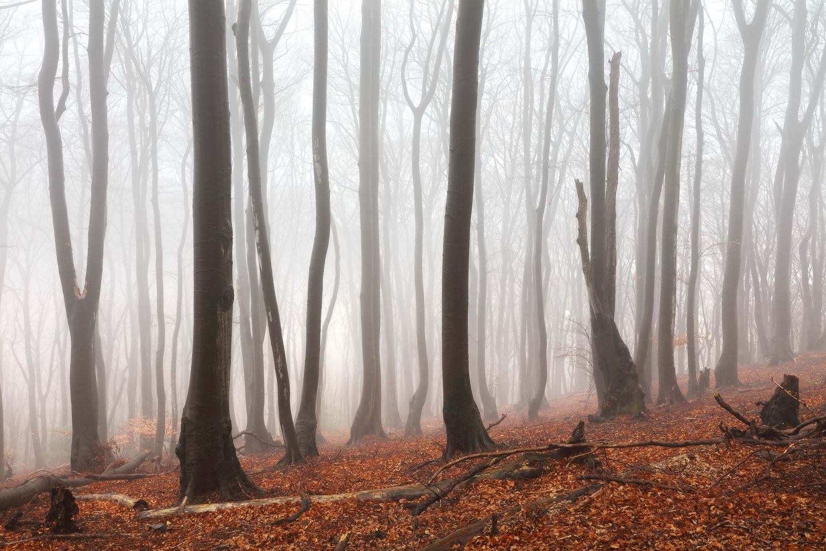 Mystische Stimmung im Siebengebirge