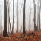 Mystische Stimmung im Siebengebirge