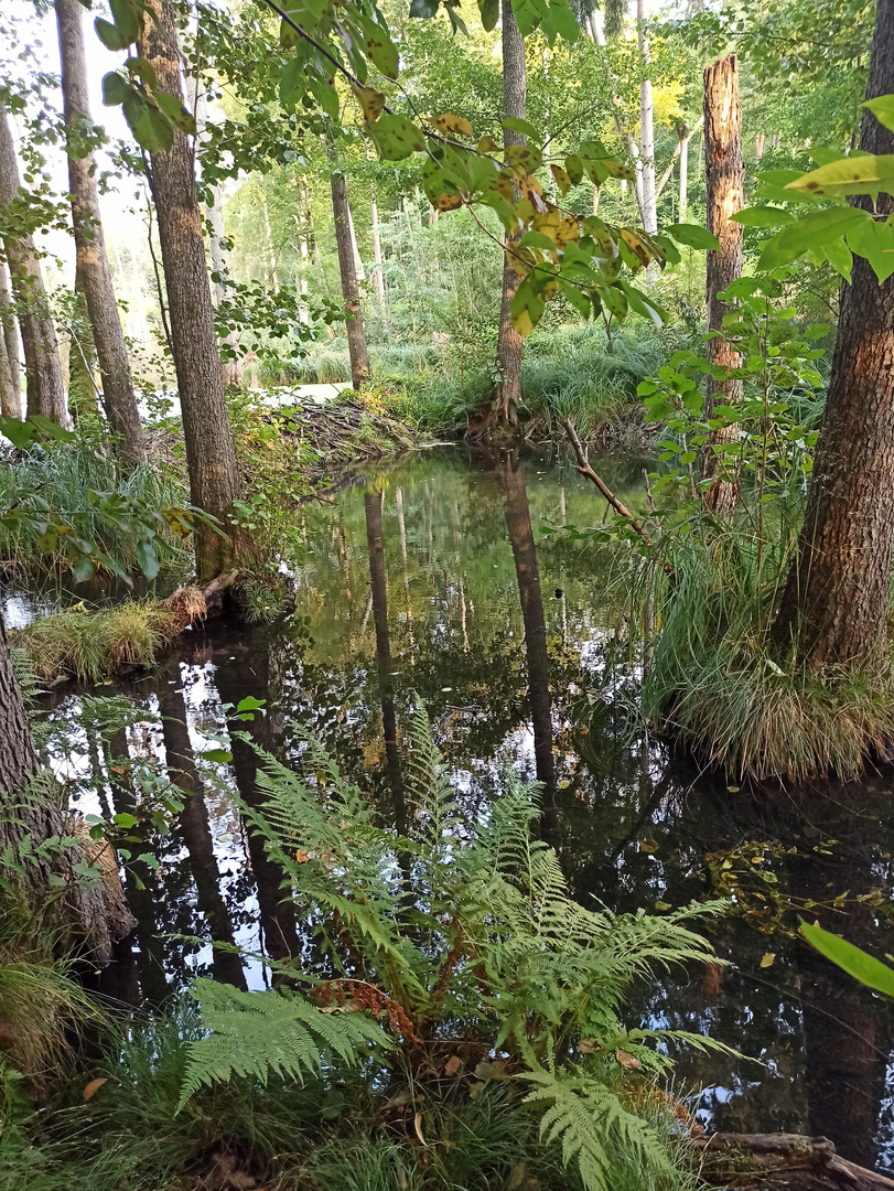 Mystische Sumpf Landschaft Briesetal