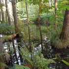 Mystische Sumpf Landschaft Briesetal