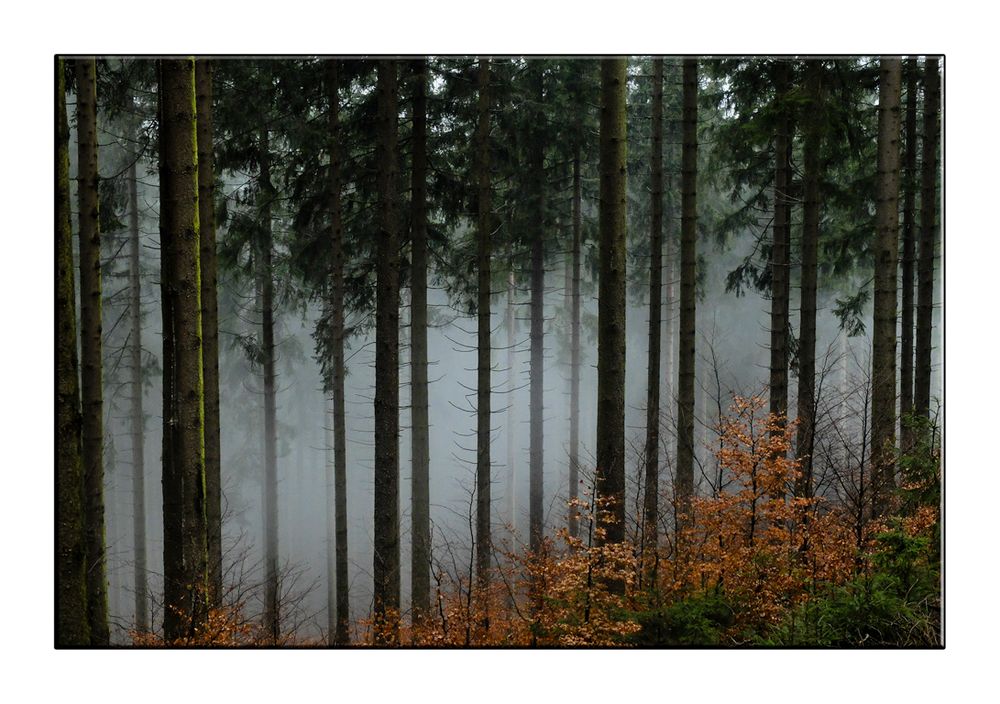 Mystische Wälder