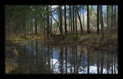 ..mystische wälder...4