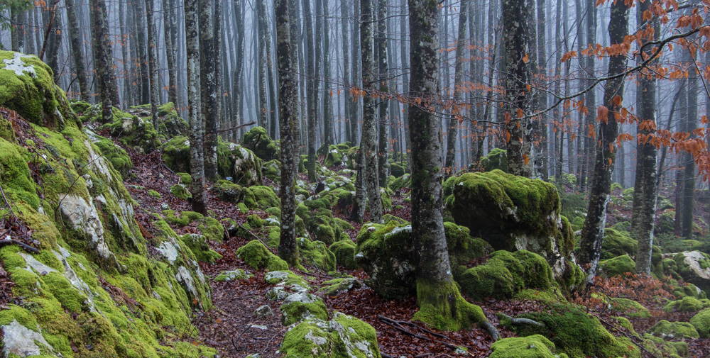 mystische Waldstimmung
