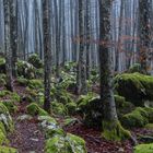mystische Waldstimmung