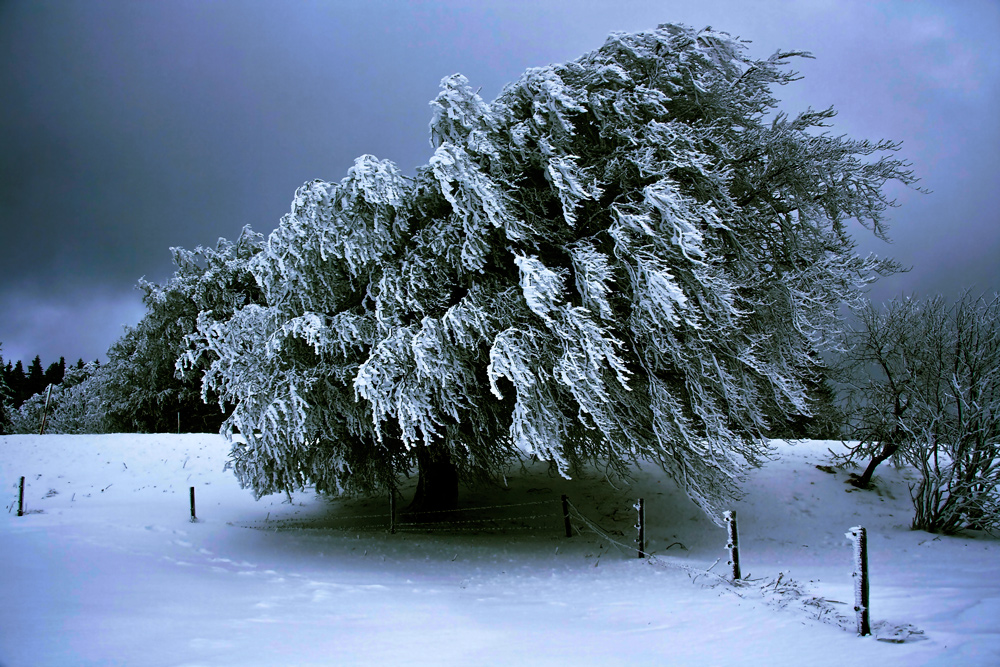 mystische Winterlandschaft