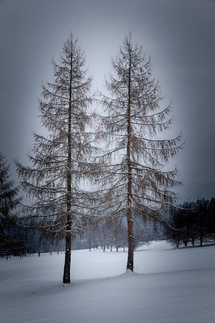 mystische Winterstimmung entlang des Golfplatzes in St.Oswald bei Freistadt