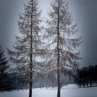 mystische Winterstimmung entlang des Golfplatzes in St.Oswald bei Freistadt