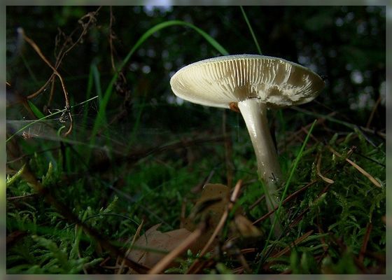 Mystische Zauberwelt der Pilze