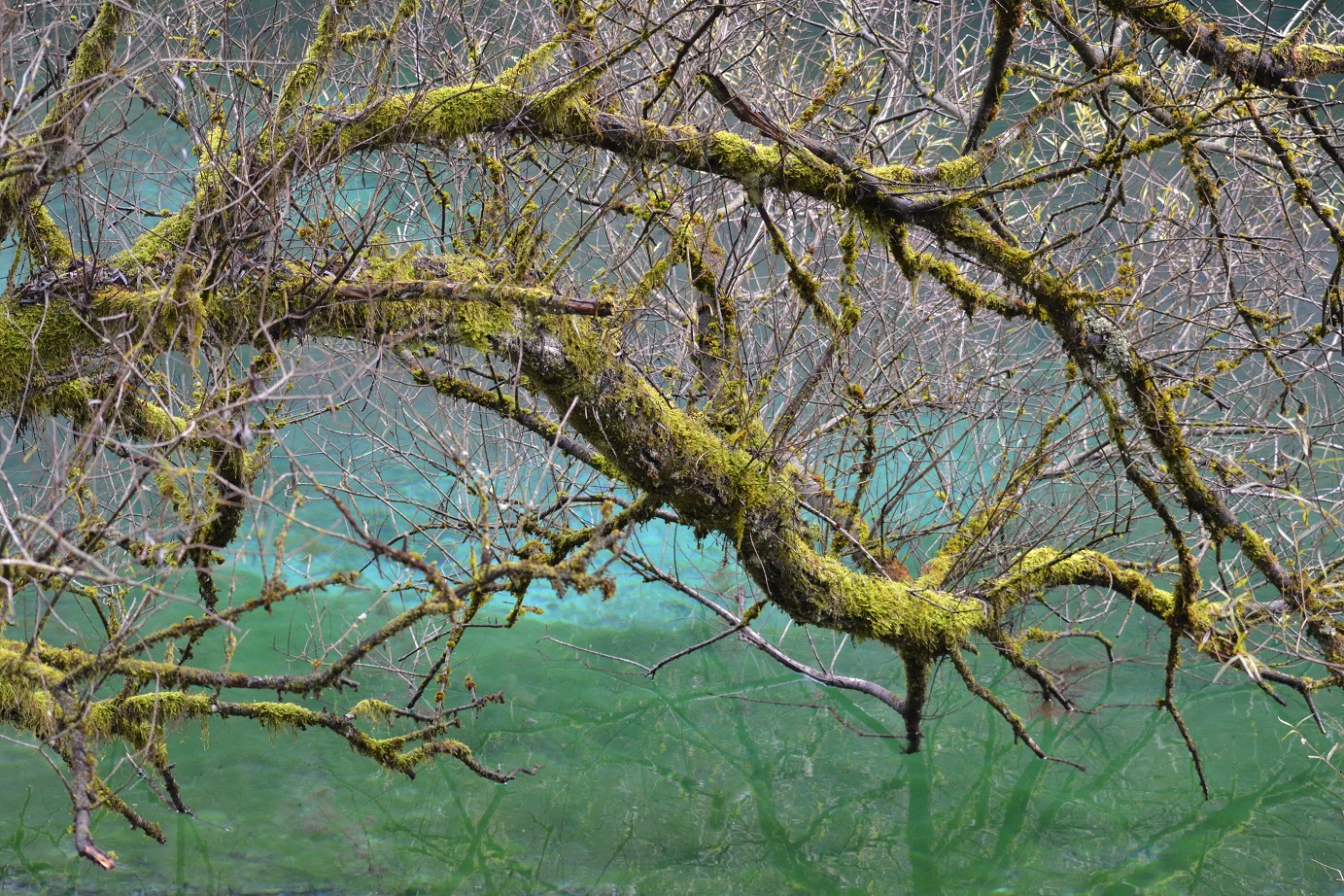 Mystischer, alter Baum