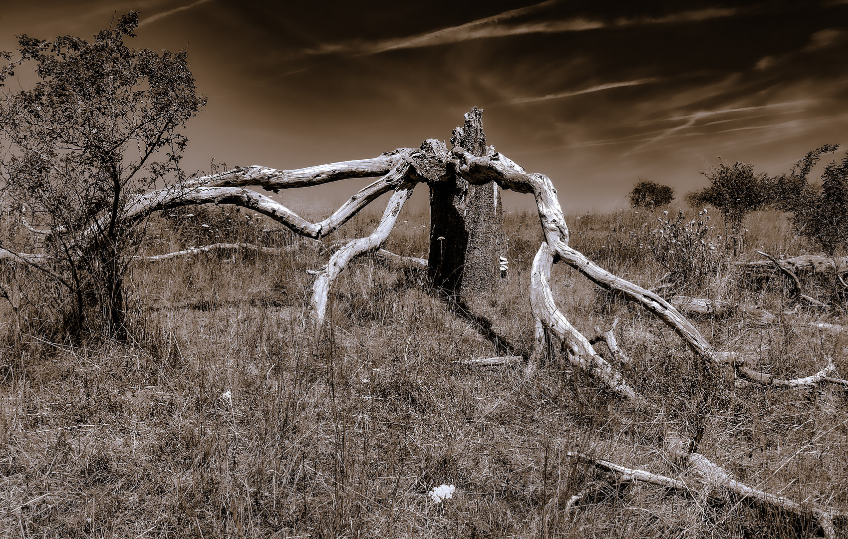 Mystischer alter Baum