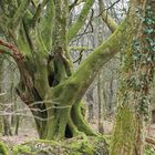 Mystischer alter Baum