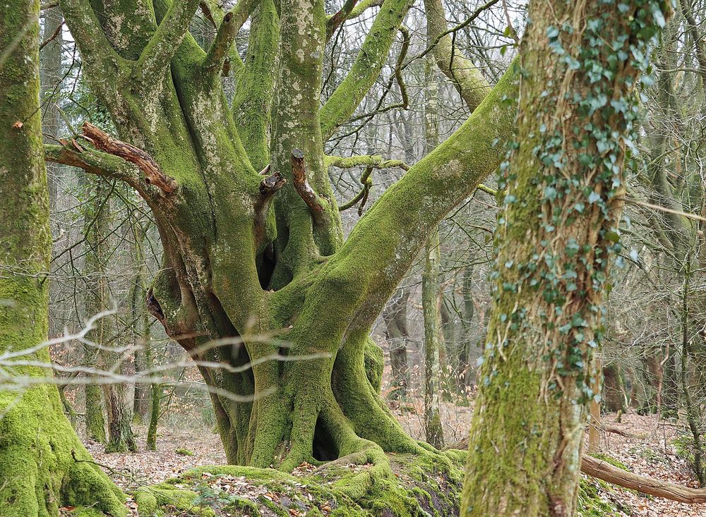 Mystischer alter Baum