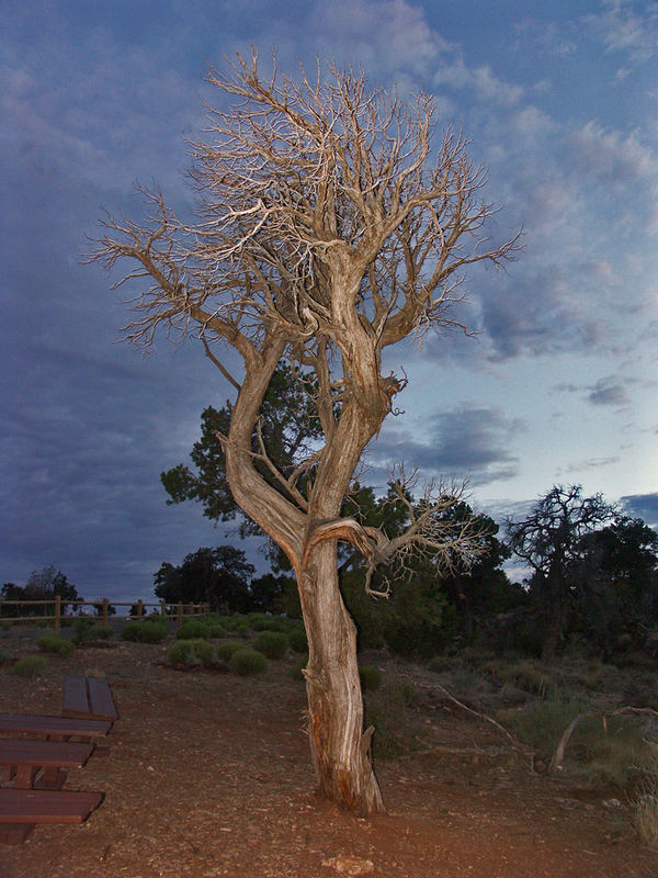 Mystischer Baum 2