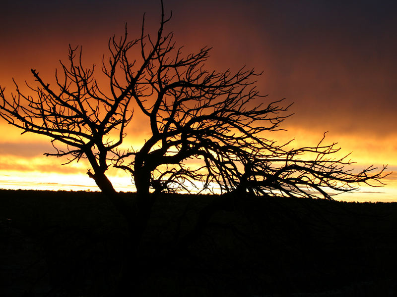 Mystischer Baum